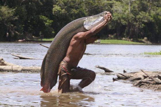 亚马逊3米长巨骨舌鱼近灭绝:近期曾发现新种